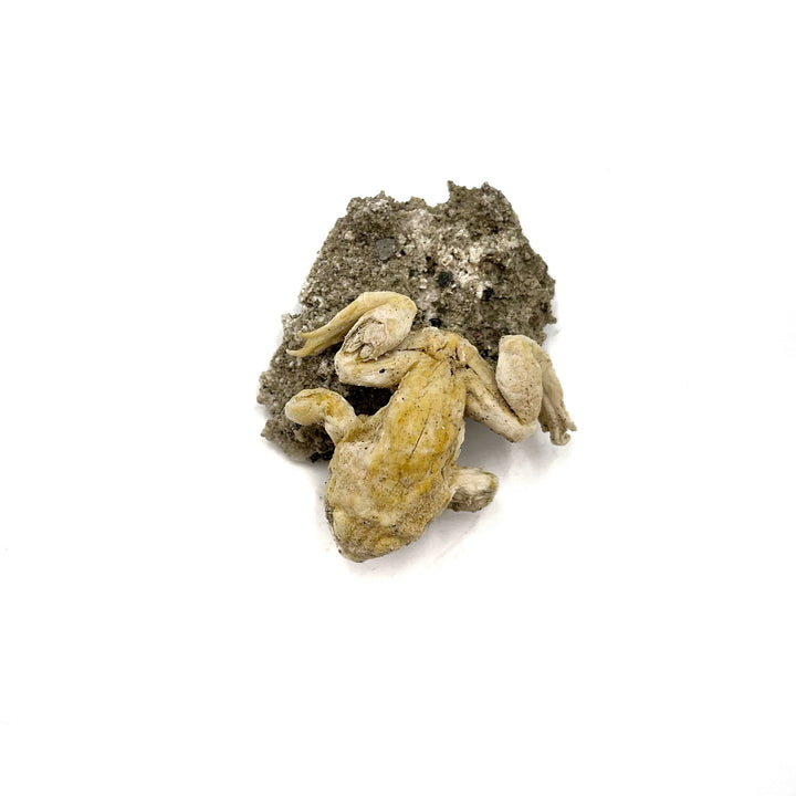 Trona after Frog (Petrified)