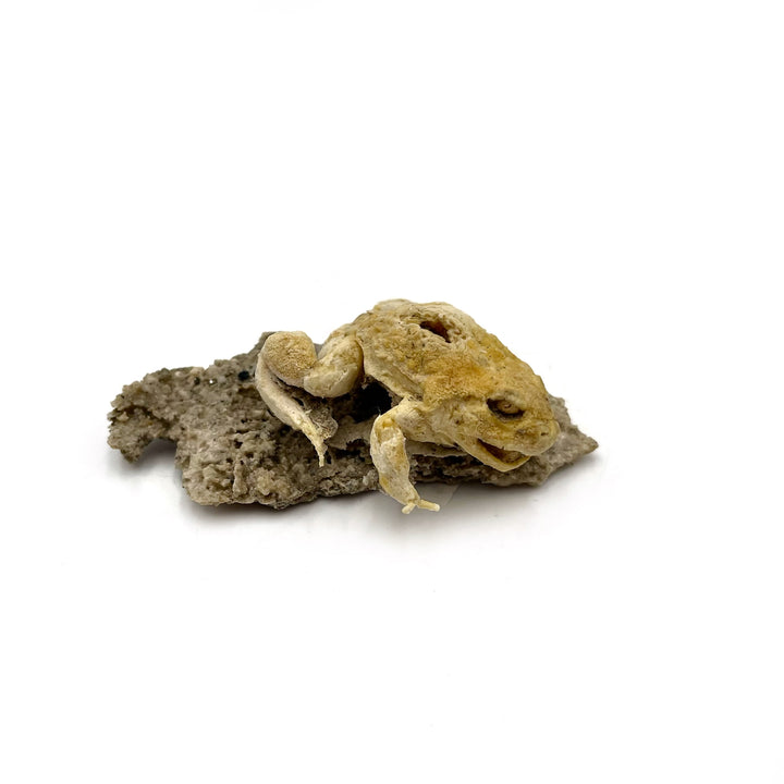 Trona after Frog (Petrified)