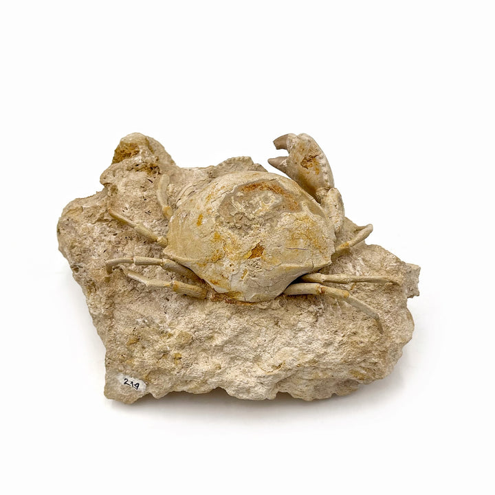 Fossilized Crab on Matrix
