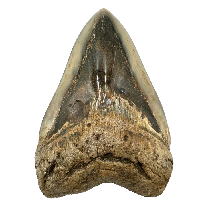 Collector's Megalodon Tooth 5.5 Inches