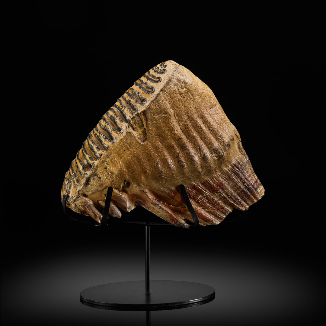 Woolly Mammoth Tooth