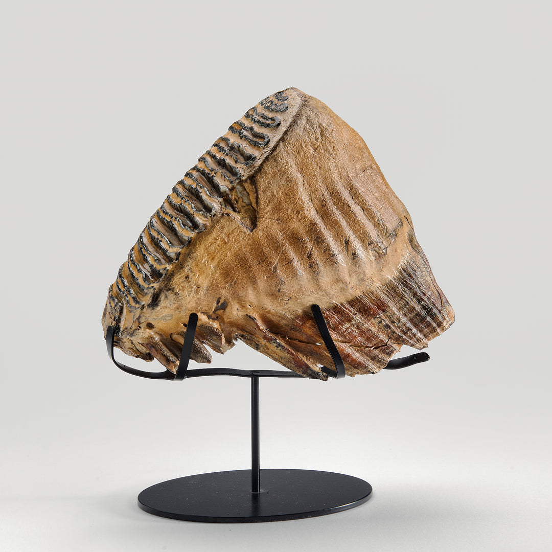 Woolly Mammoth Tooth