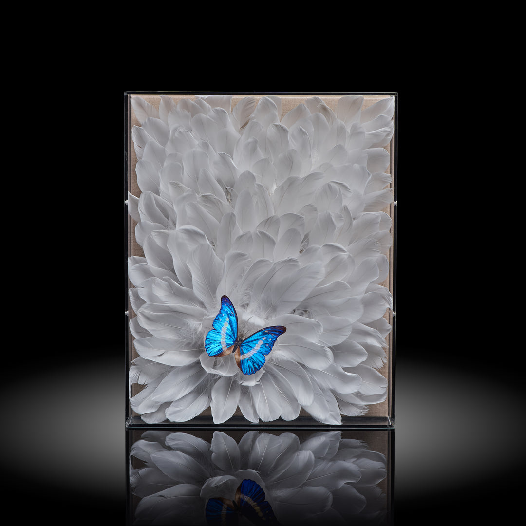 Blue Morpho Butterfly with Goose Feathers Frame