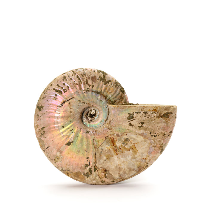 Iridescent Ammonite Fossil