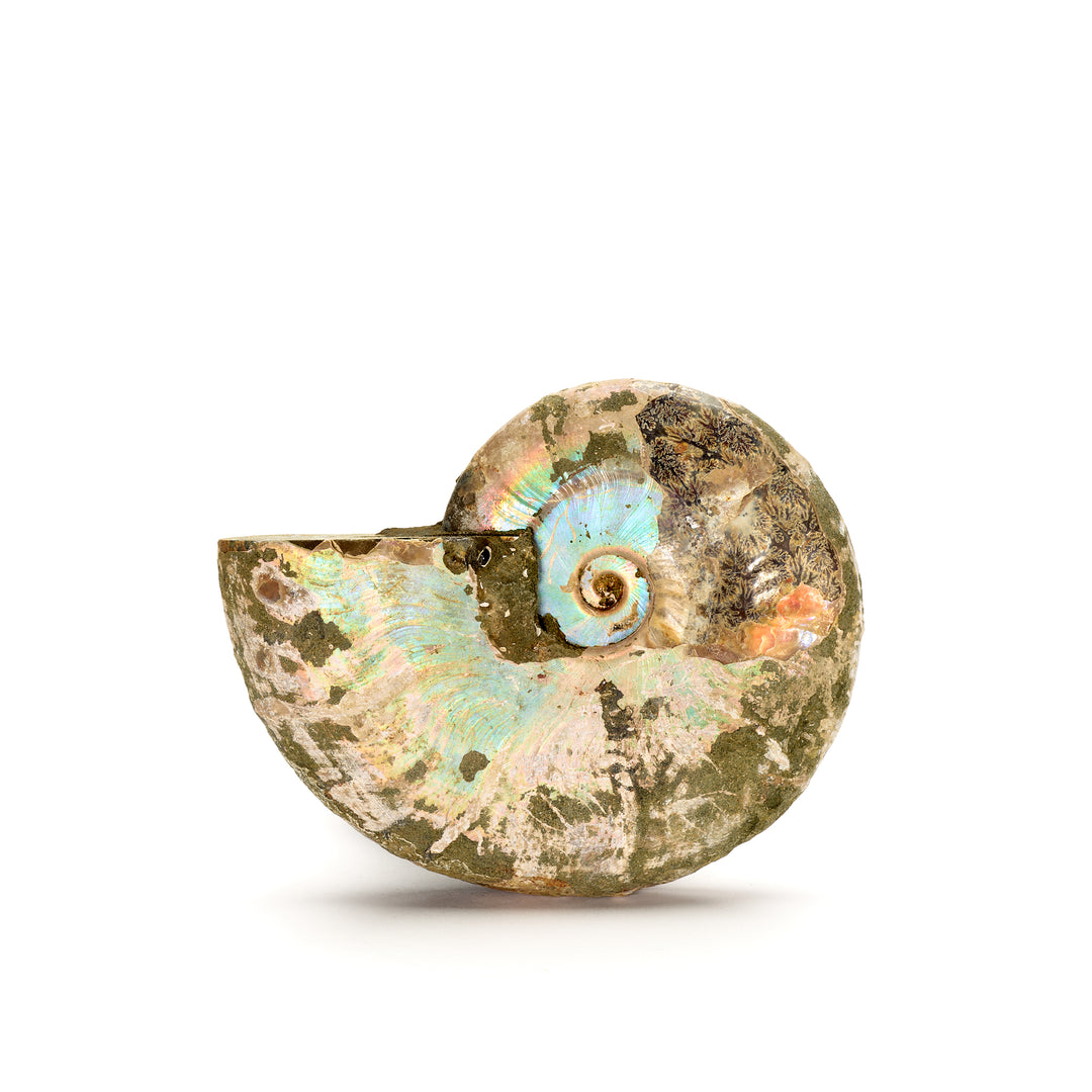 Iridescent Ammonite Fossil