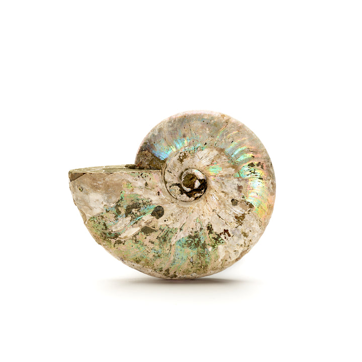 Iridescent Ammonite Fossil