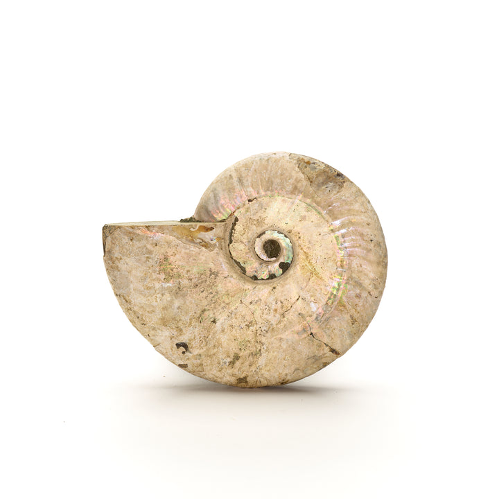 Iridescent Ammonite Fossil