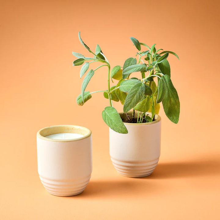 Garden Vibes Seed Planter & Candle: Golden Moments & Sage Seed Packet