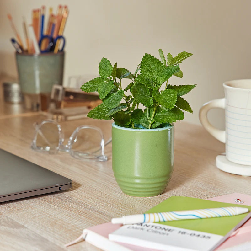 Garden Vibes Seed Planter & Candle: In the Weeds & Mint Seed Packet