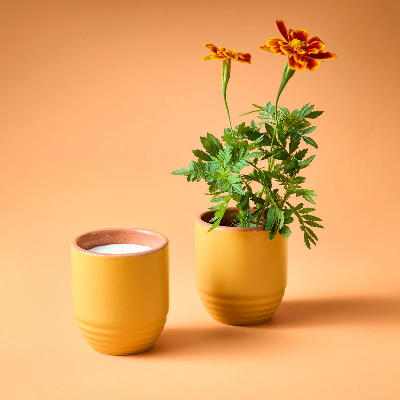 Garden Vibes Seed Planter & Candle: Last Light & Marigold Seed Packet