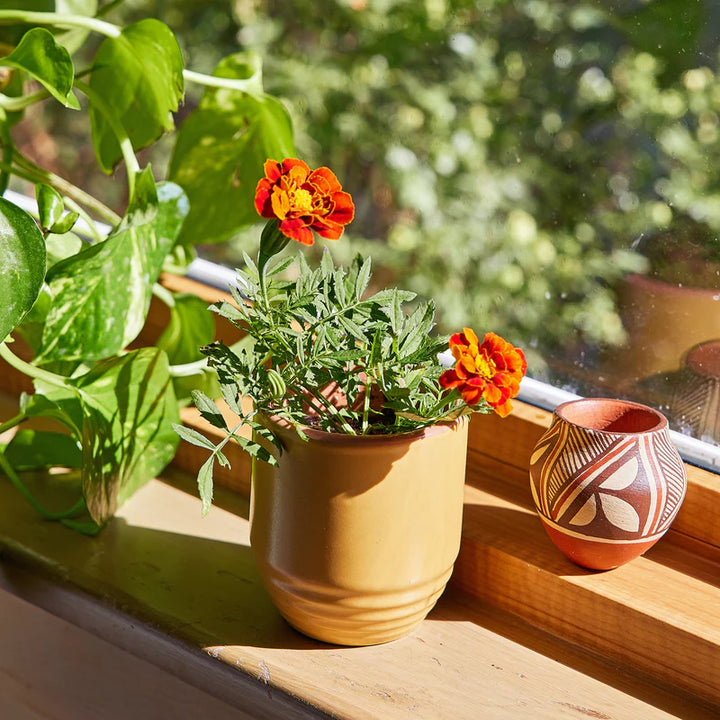 Garden Vibes Seed Planter & Candle: Last Light & Marigold Seed Packet