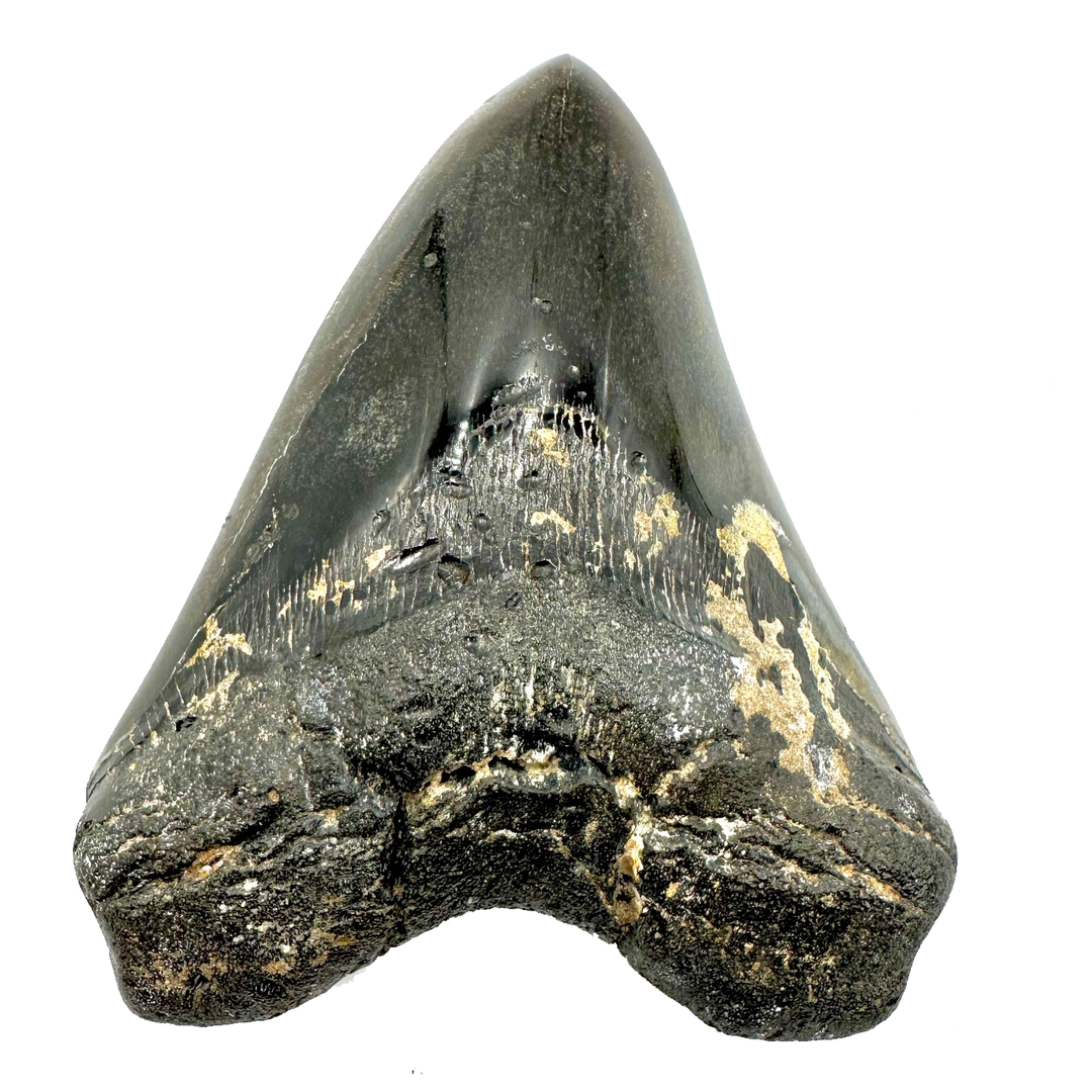 Collector's Megalodon Tooth 5.5 Inches