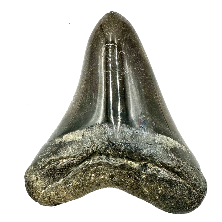 Collector's Megalodon Tooth 5.5 Inches