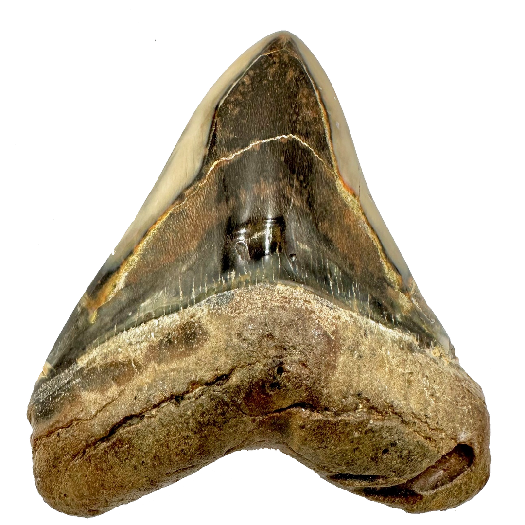 Collector's Megalodon Tooth 5.5 Inches