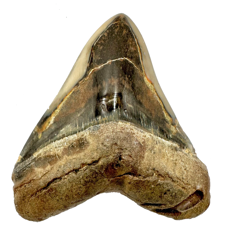 Collector's Megalodon Tooth 5.5 Inches