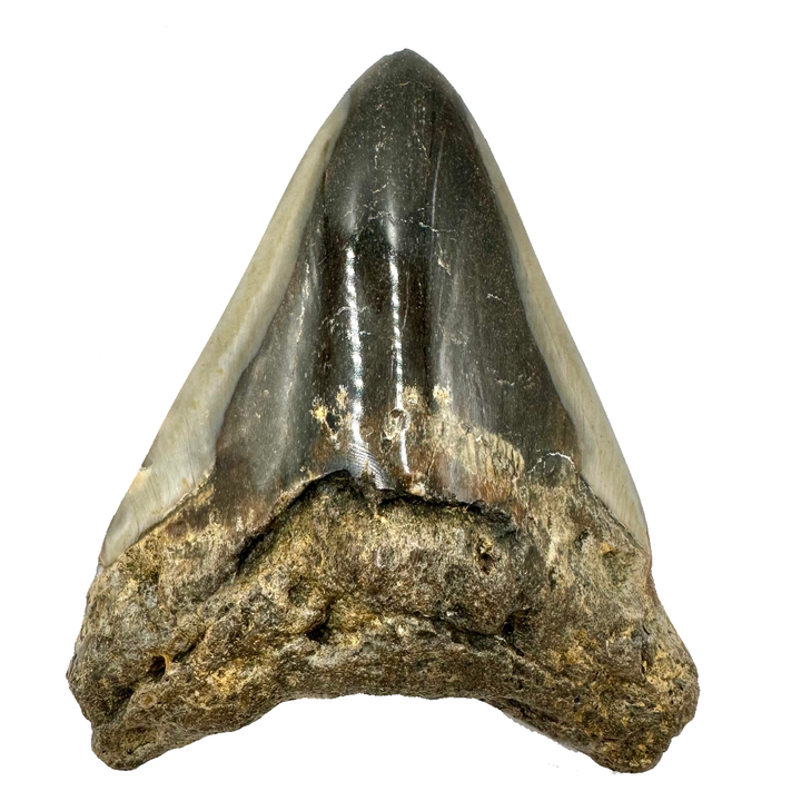 Polished Megalodon Tooth- 4.5 inches