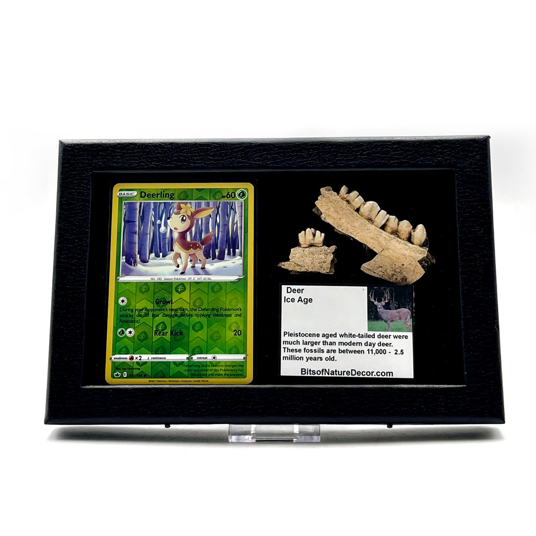 Fossilized deer jaw pieces with a Winter Deerling Pokemon card in a black frame against a white background