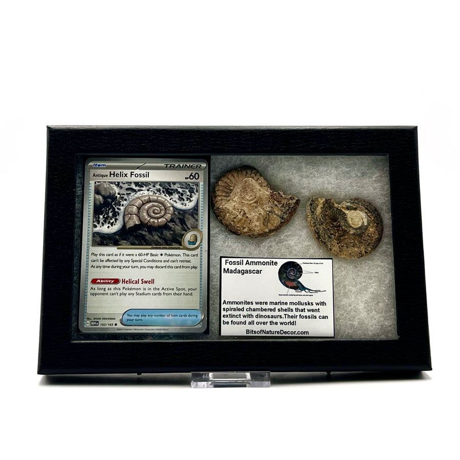 Fossilized ammonite specimen in a display case with a pokemon Helix Fossil trading card on a white background
