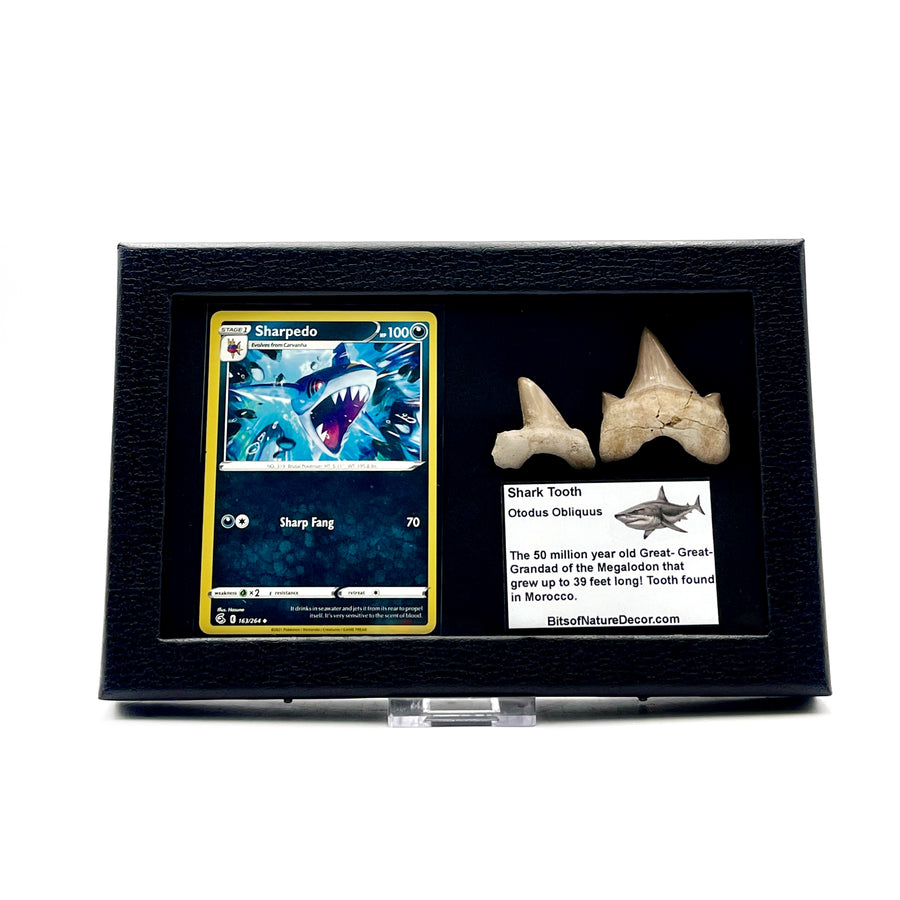 Fossilized Otodus shark teeth and a Sharpedo pokemon trading card in a black display case on a white background