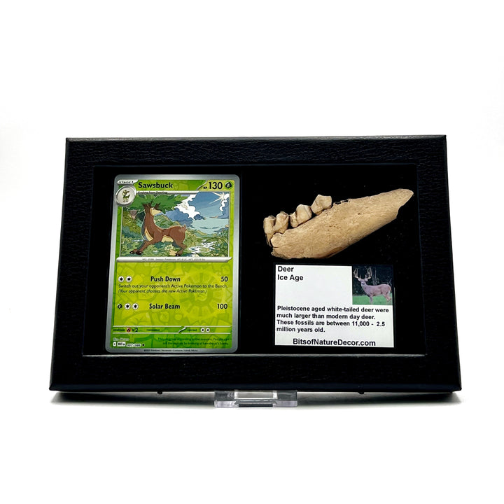 Fossilized deer jaw with a Sawsbuck pokemon card in a black case against a white background