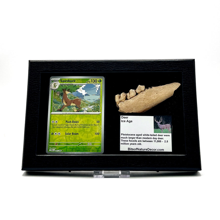 Fossilized deer jaw with a Sawsbuck pokemon card in a black case against a white background