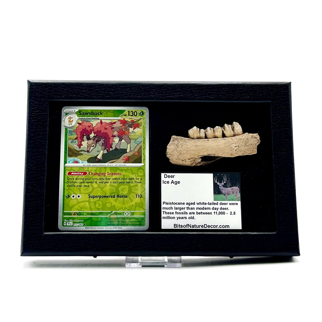 Fossilized deer jaw and Sawsbuck pokemon card in a black frame against a white background