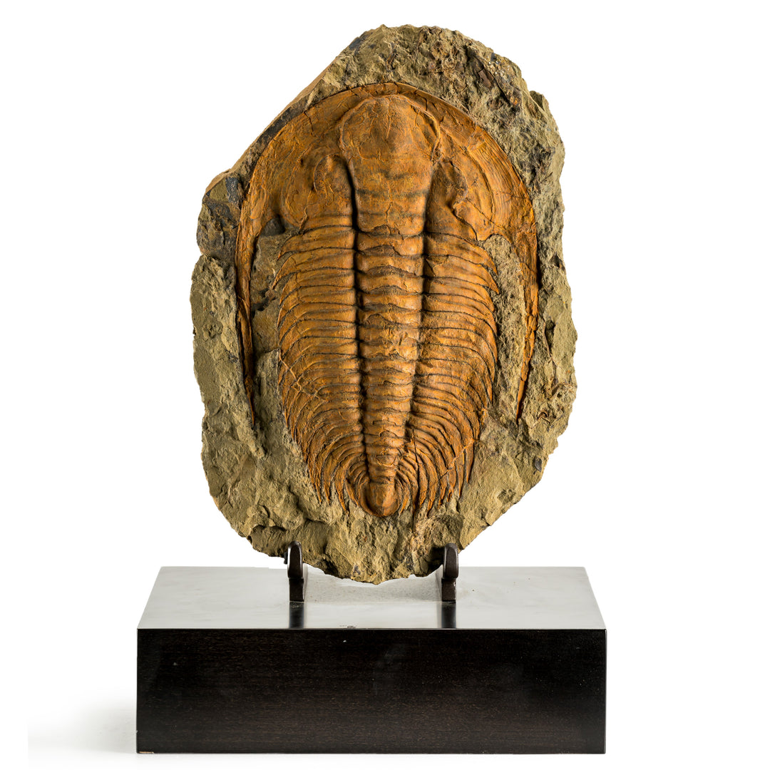 Trilobite on Stand