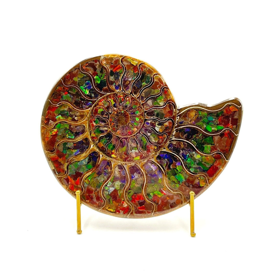 Ammonite with Ammolite Inlay, 21.5cm