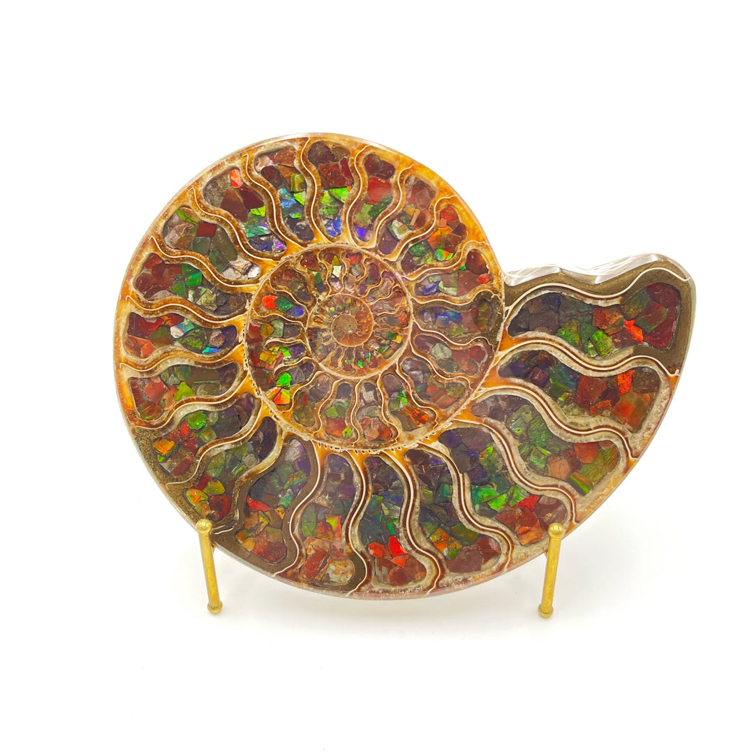 Ammonite with Ammolite Inlay (19.1cm)