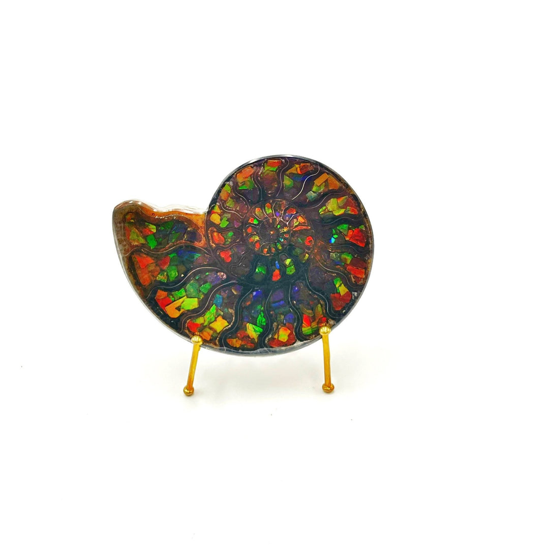 Ammonite with Ammolite Inlay, 11cm