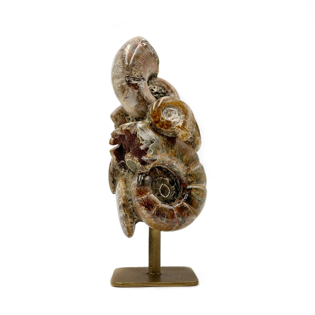 ammonite fossil aggregation on a brass metal stand against a white background