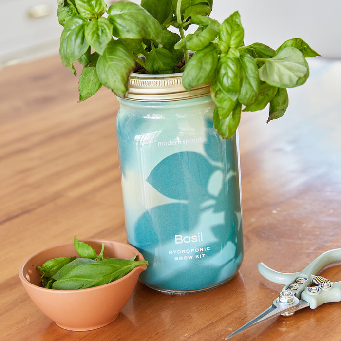 Basil Garden Jar, Organic Herbs