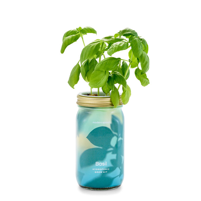 Basil Garden Jar, Organic Herbs