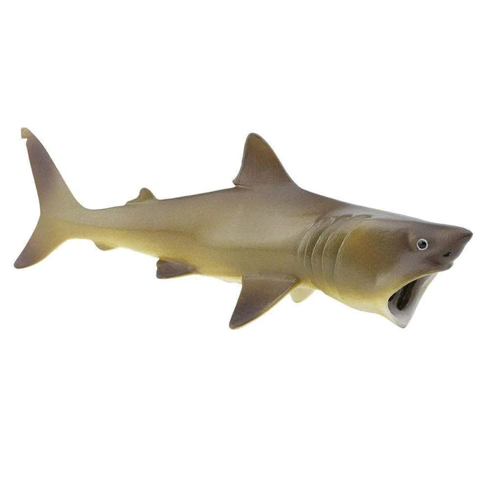 Basking Shark
