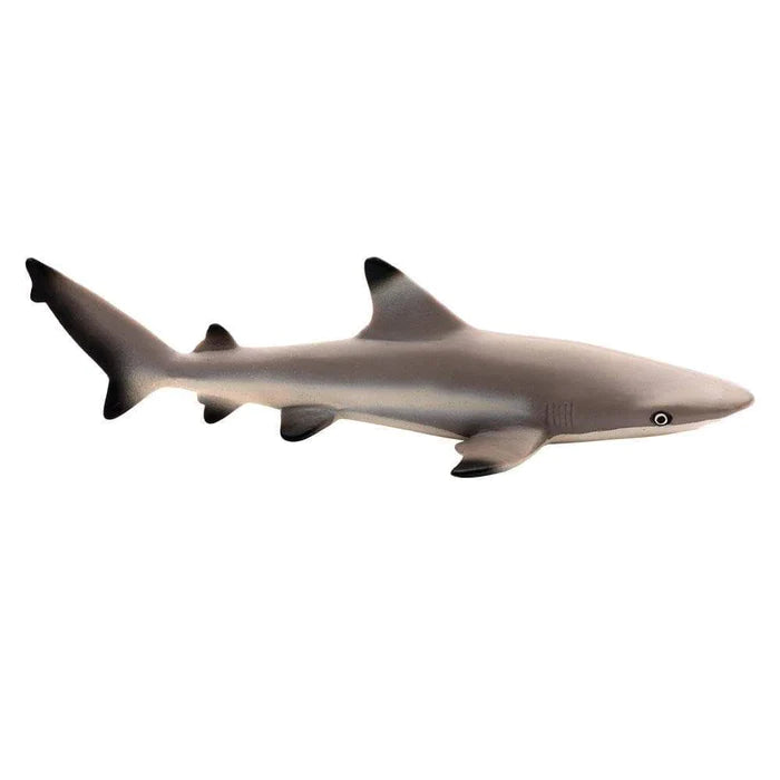 Blacktip Reef Shark