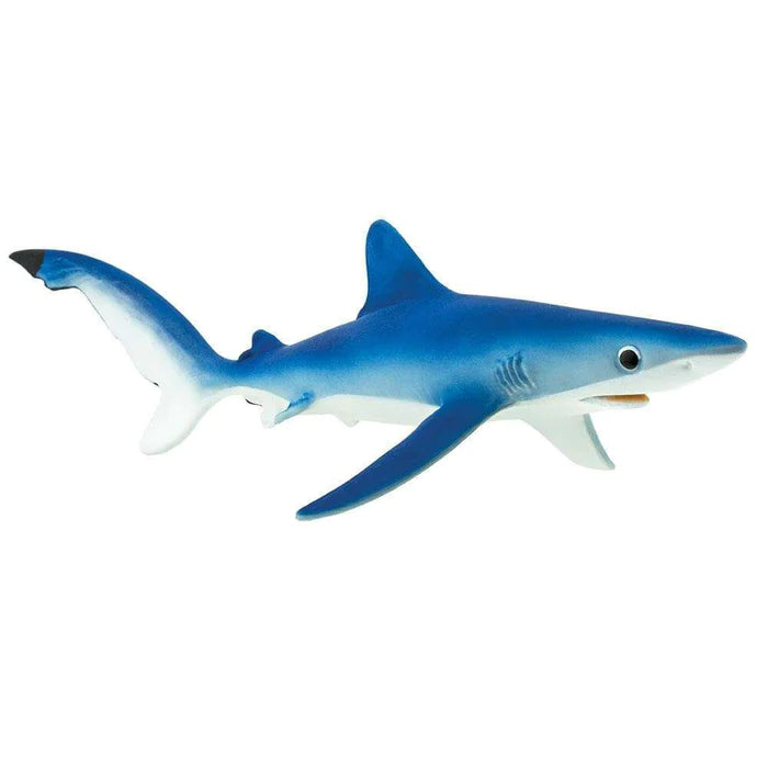 Blue Shark