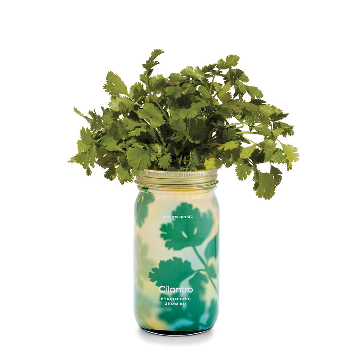 Cilantro Garden Jars