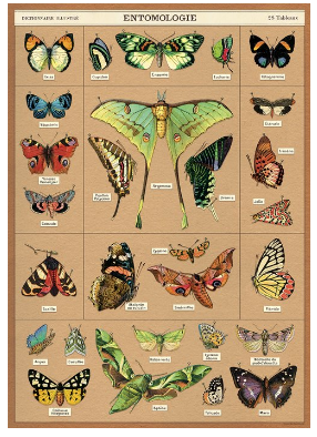 Entomology Poster