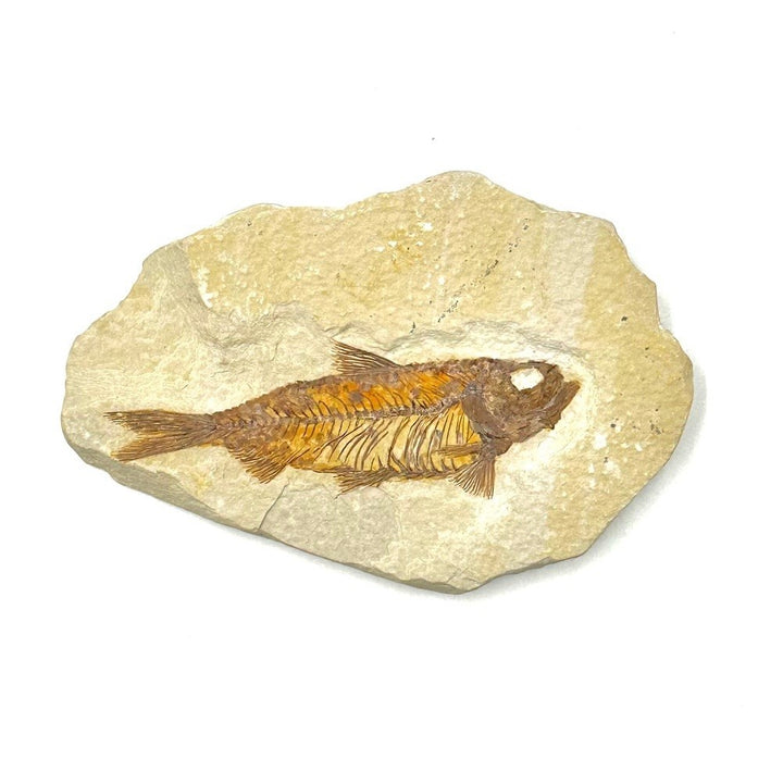 Knightia Fish Fossils from Green River Formation