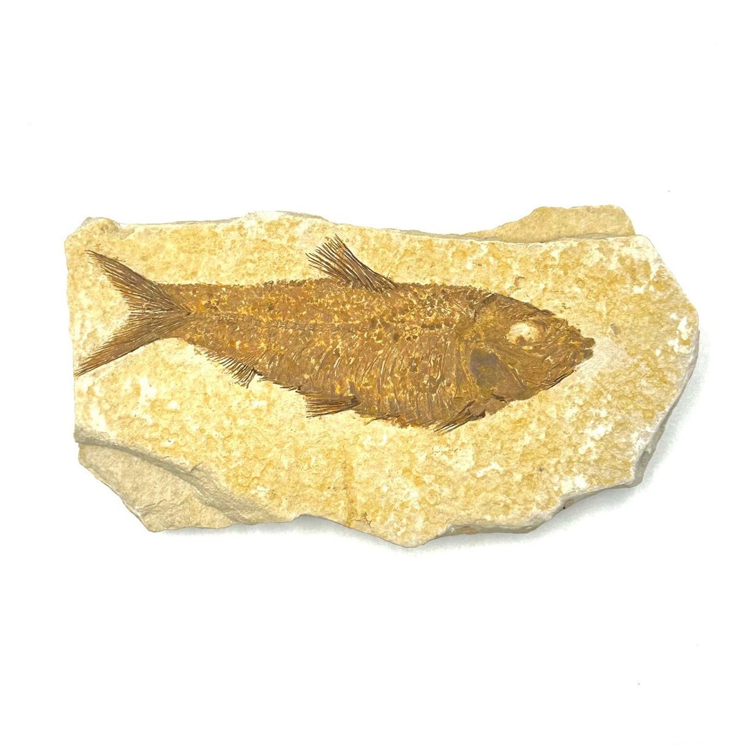 Knightia Fish Fossils from Green River Formation