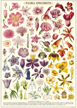 Flora Specimens Poster