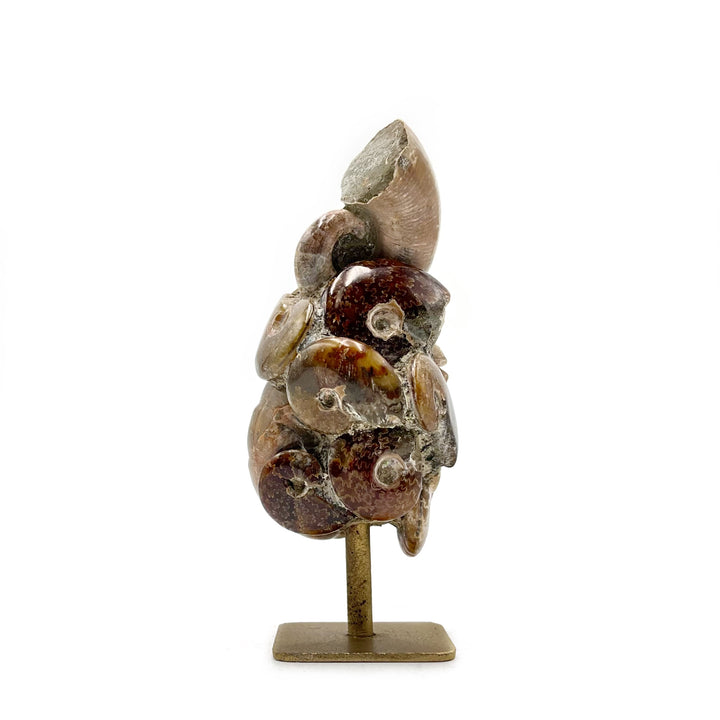 ammonites stuck together in their matrix on a brass stand against a white background