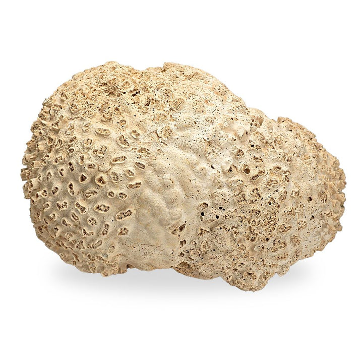 Siderastrea Coral Fossil, Florida