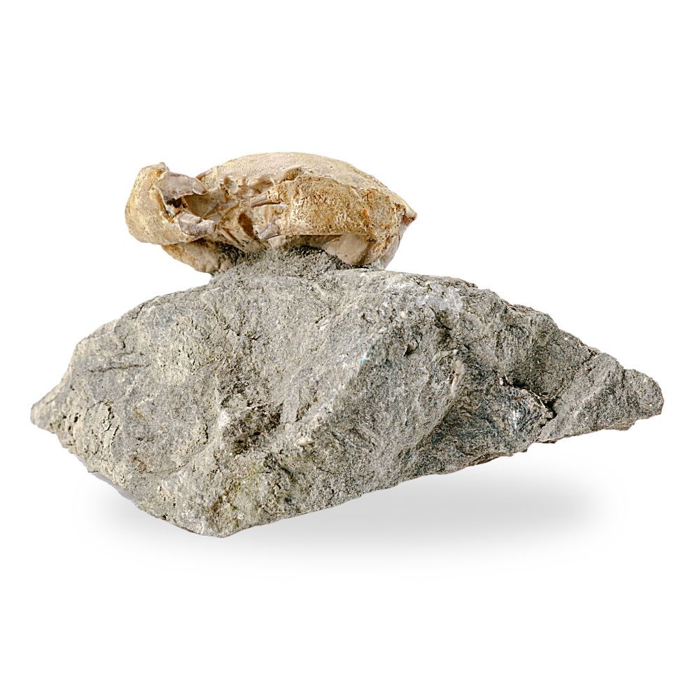 Fossil Crab
