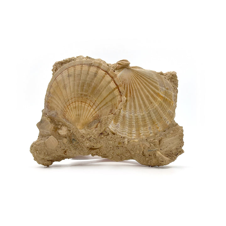 Pecten Fossil