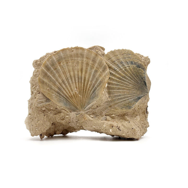 Pecten Fossil