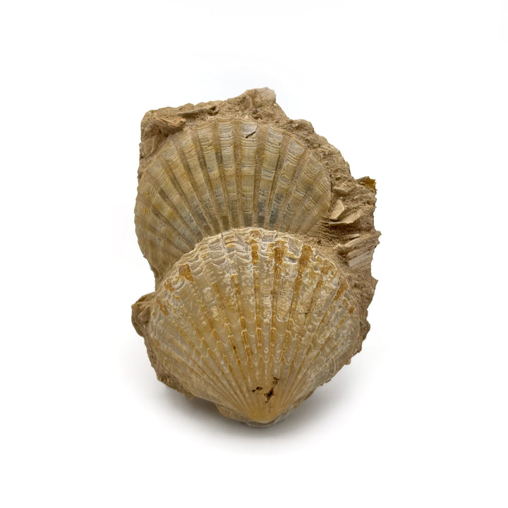 Pecten Fossil