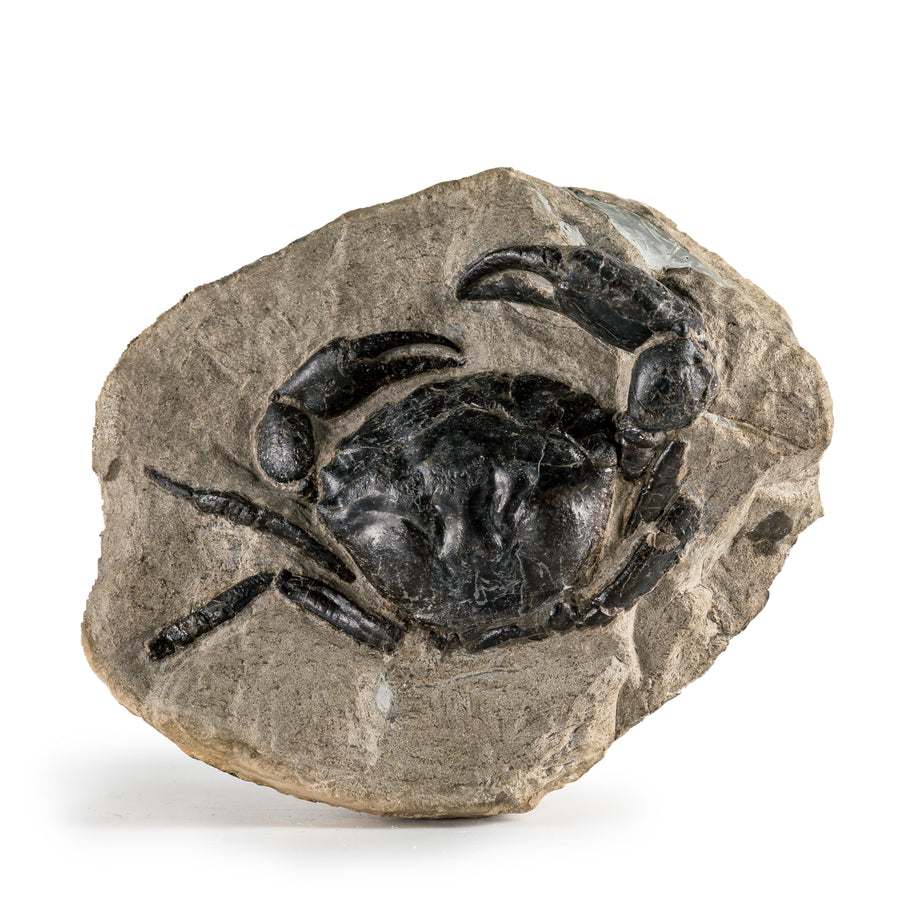 A fossilized crab embedded in a rock specimen.