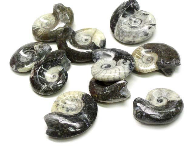 Goniatite Ammonite