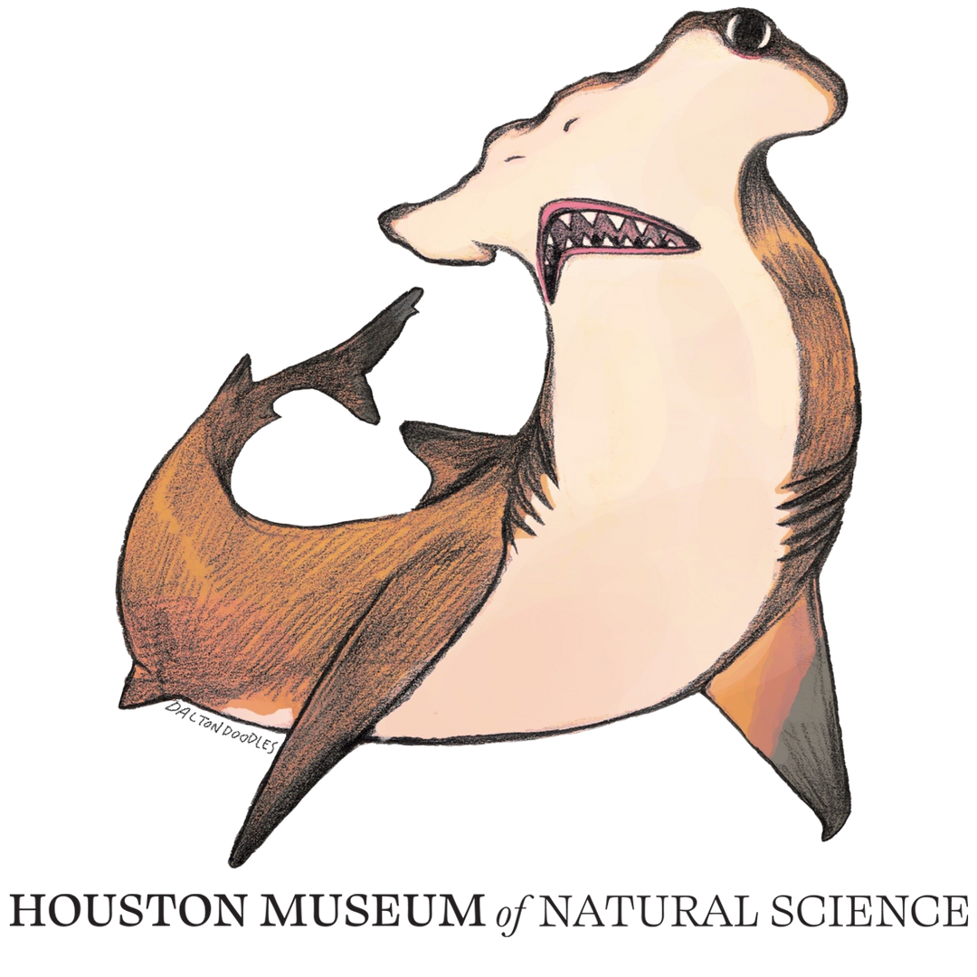 Hammerhead Shark HMNS Sticker